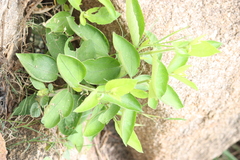 Tragia involucrata